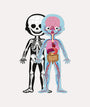 Educational Puzzle Human Body